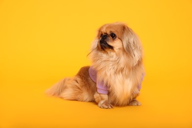 Cute Pekingese dog in pet clothes on yellow background. Space for text