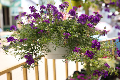 Photo of Beautiful purple flowers in plant pot hanging outdoors