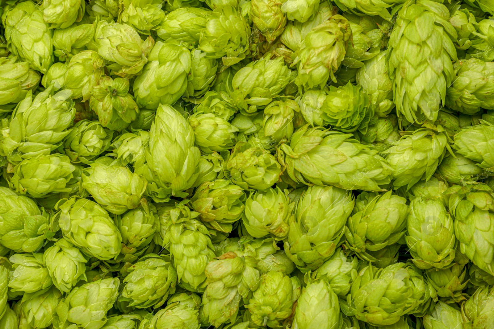 Photo of Fresh green hops as background, top view