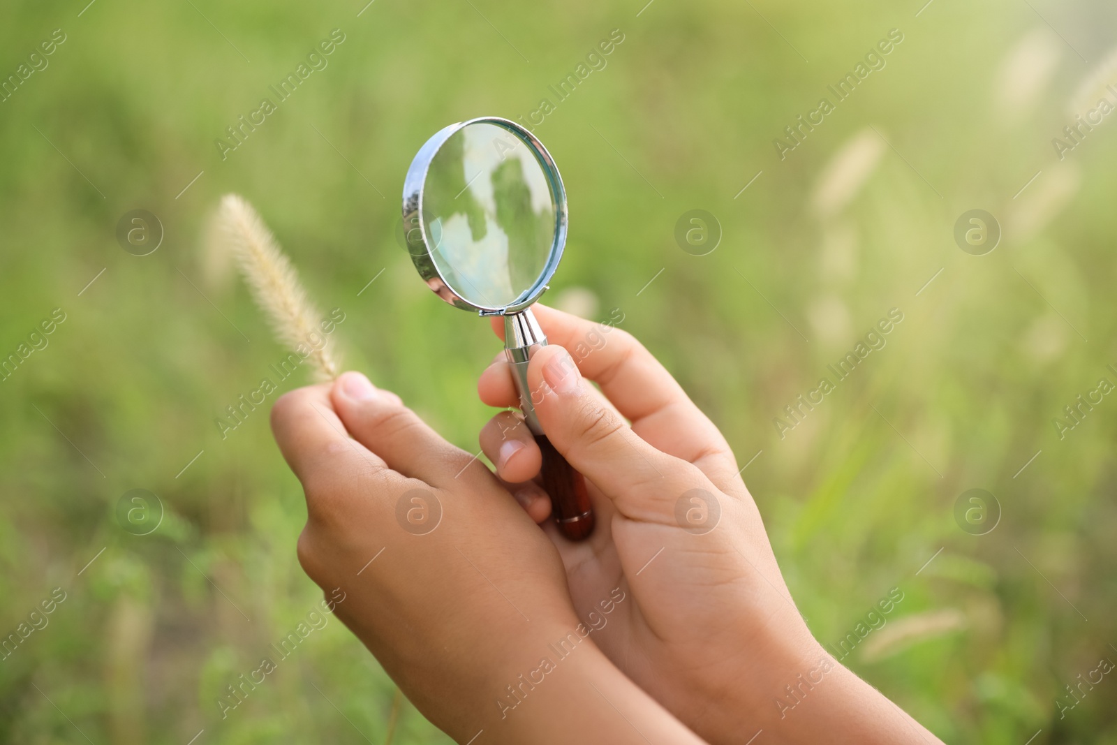 Photo of Little girl exploring plant outdoors, closeup. Child spending time in nature