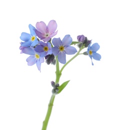 Photo of Amazing spring forget-me-not flowers on white background