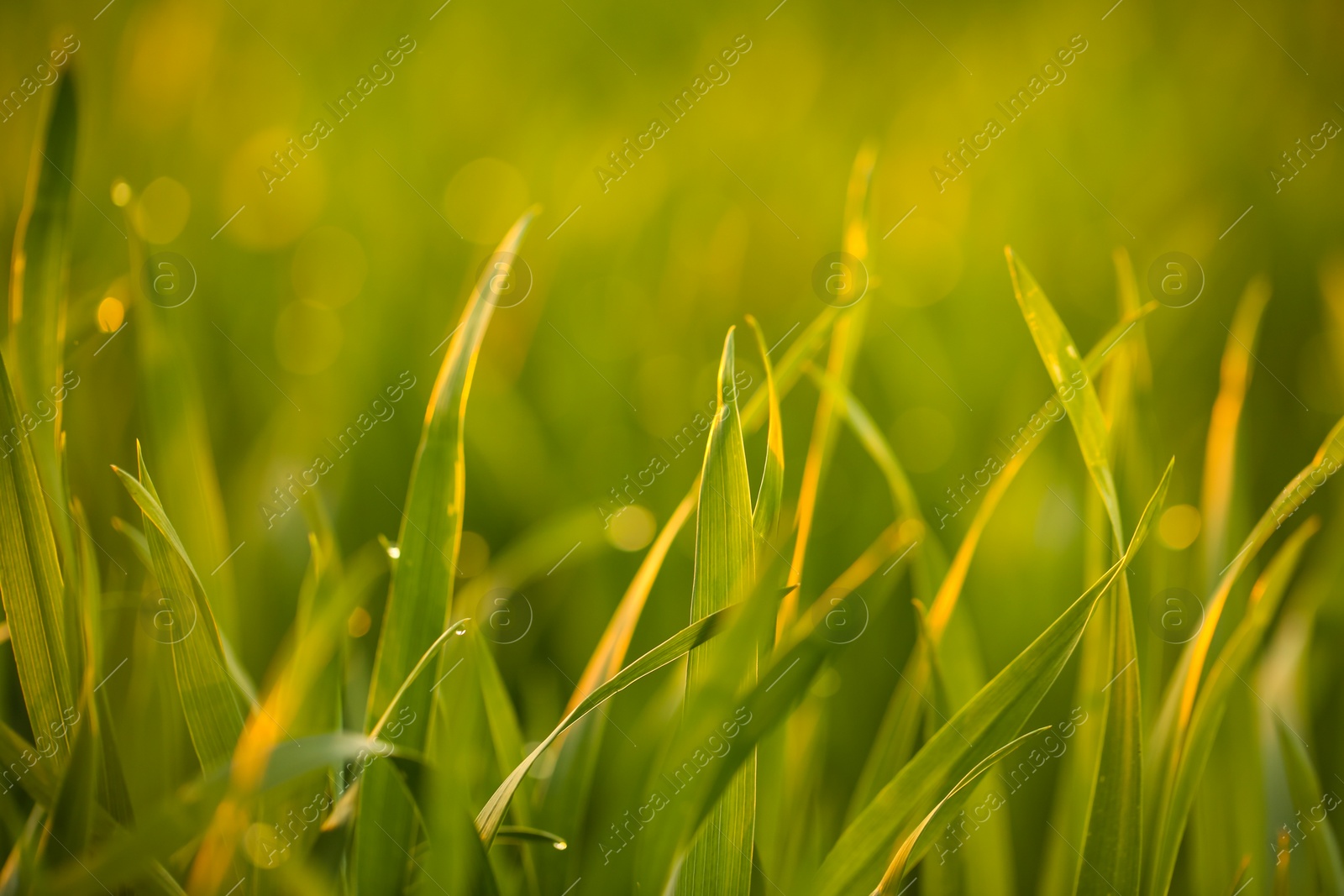 Photo of Young green grass with dew drops in field on spring morning