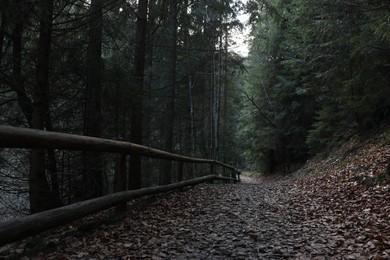 Path with wooden fence in green forest