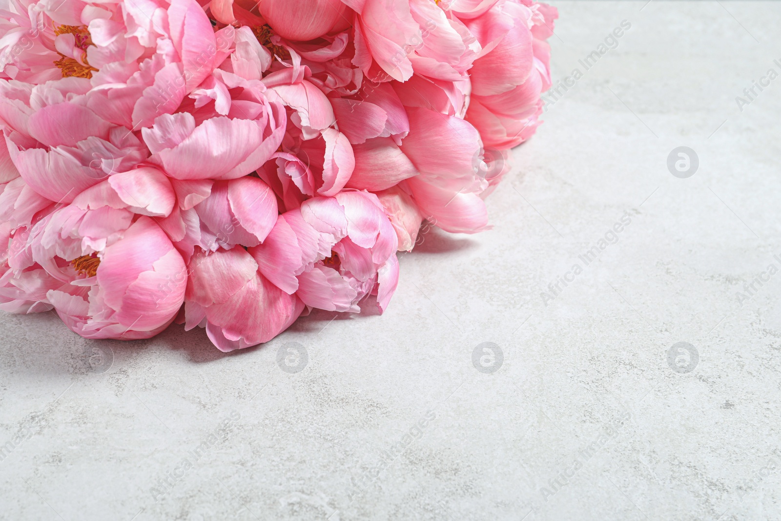 Photo of Beautiful pink peonies on white table, closeup. Space for text