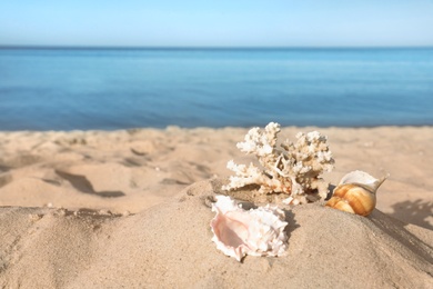 Sandy beach with beautiful coral and shells near sea. Space for text