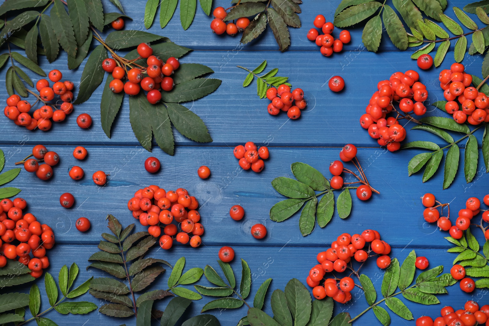 Photo of Fresh ripe rowan berries and green leaves on blue wooden table, flat lay