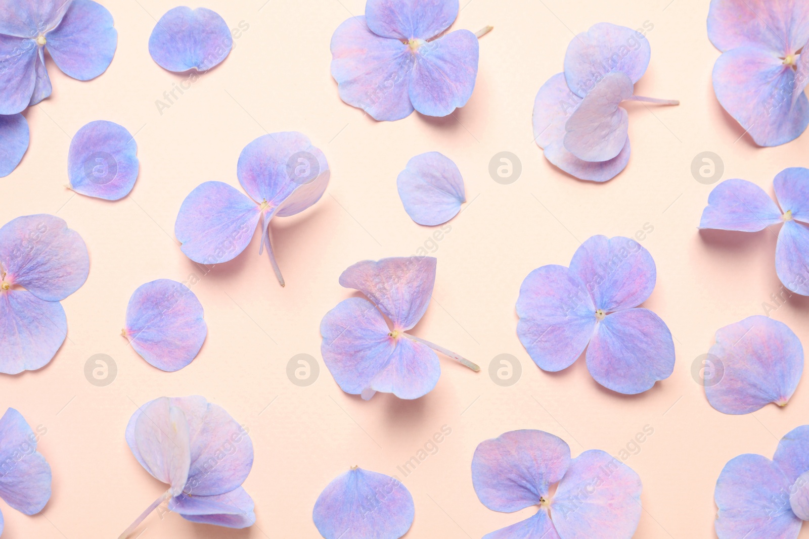 Photo of Beautiful hortensia plant florets on pale light beige background, flat lay