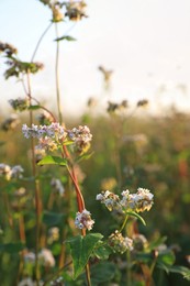 Many beautiful buckwheat flowers growing in field on sunny day