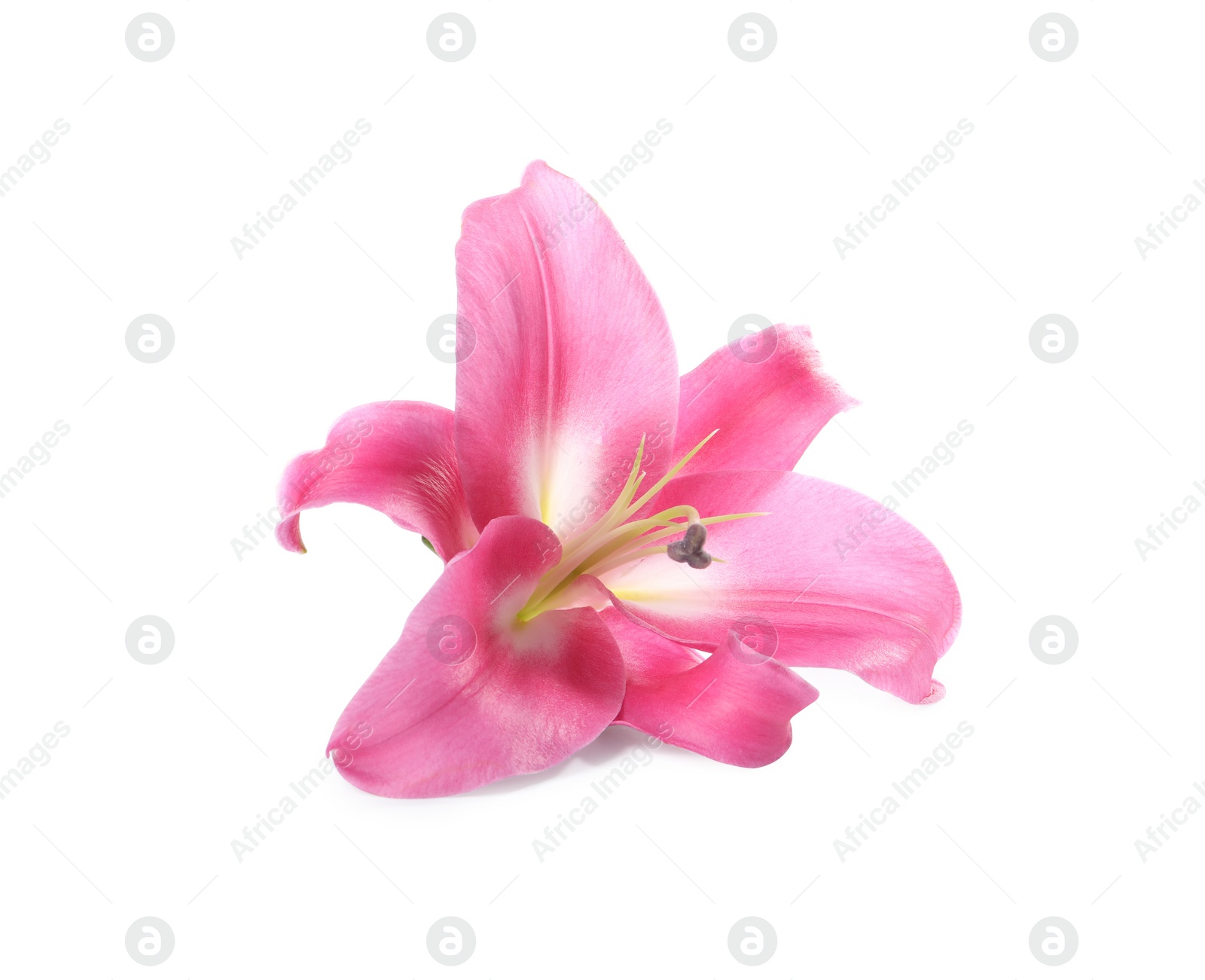 Photo of Beautiful pink lily flower isolated on white