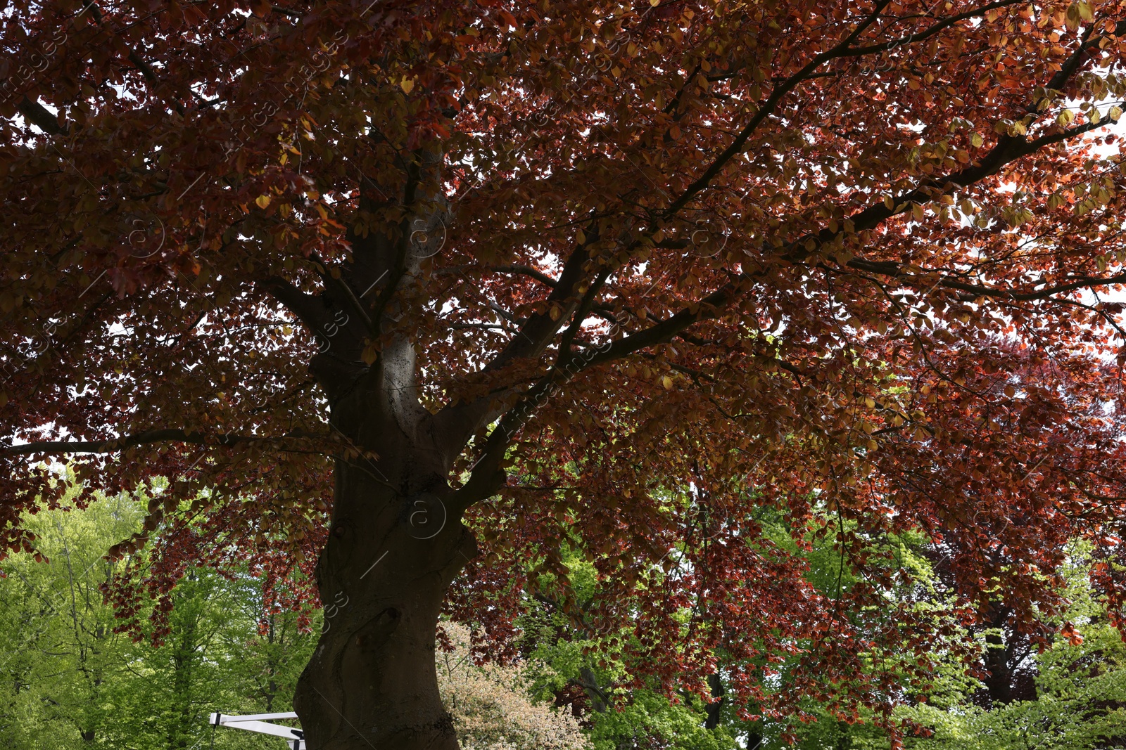 Photo of Big tree with beautiful leaves in park