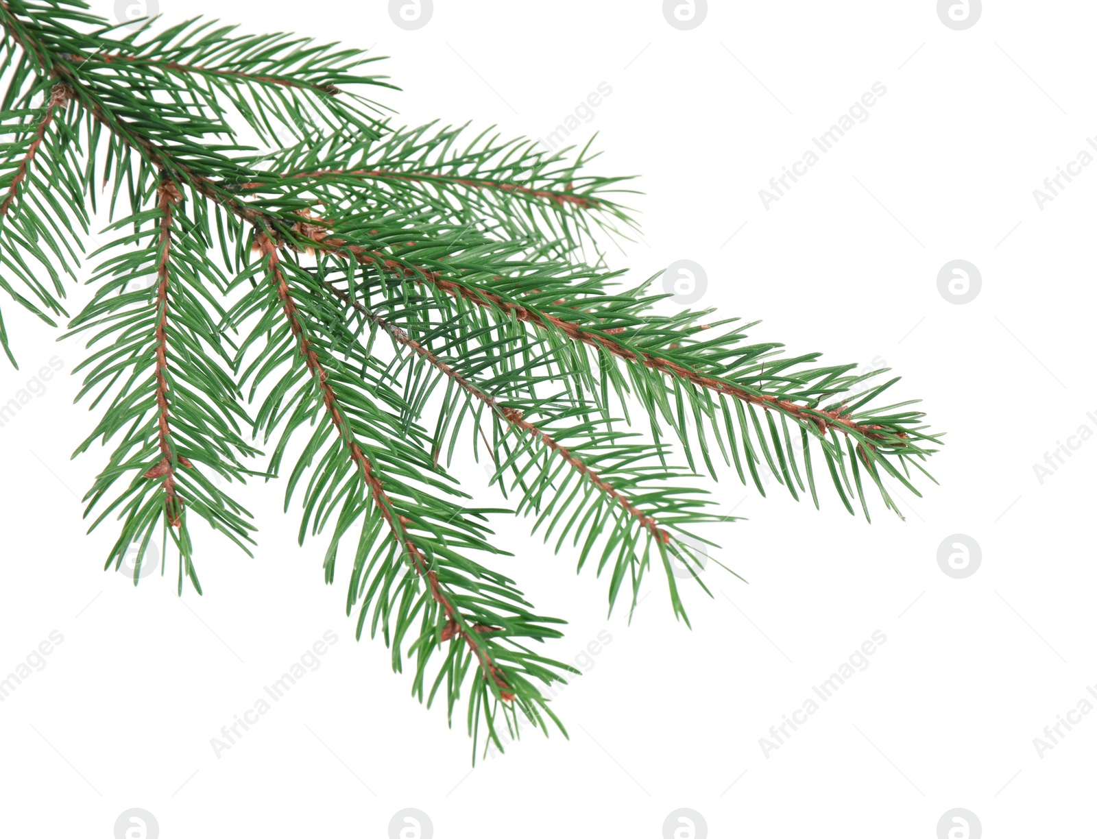 Photo of Branch of fir tree on white background