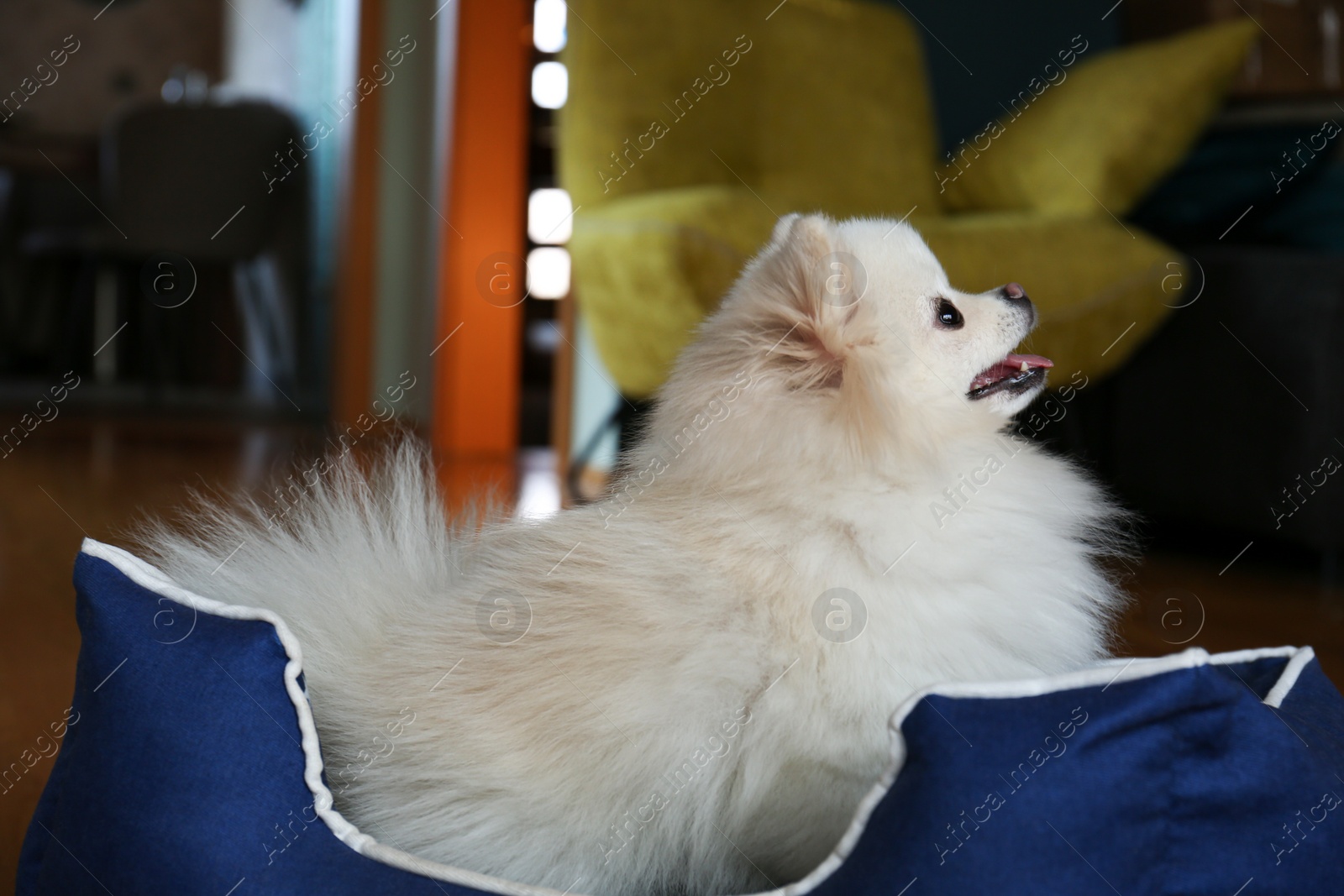 Photo of Cute fluffy Pomeranian dog in pet bed indoors