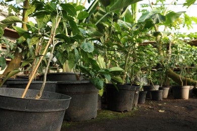 Photo of Many different potted plants in greenhouse, space for text