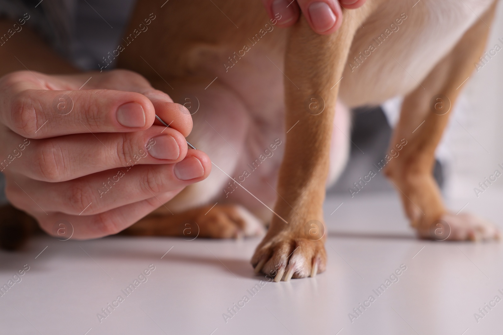 Photo of Veterinary holding acupuncture needle near dog's paw indoors, closeup. Animal treatment