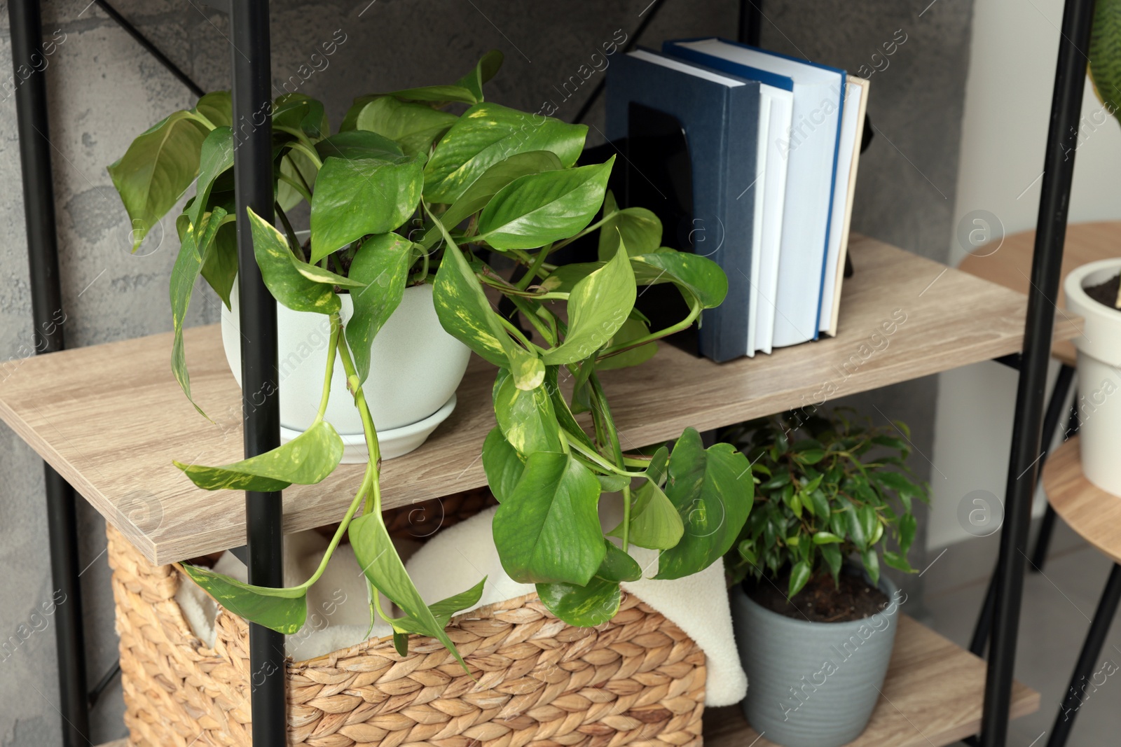 Photo of Shelving unit with beautiful house plants indoors. Home design idea