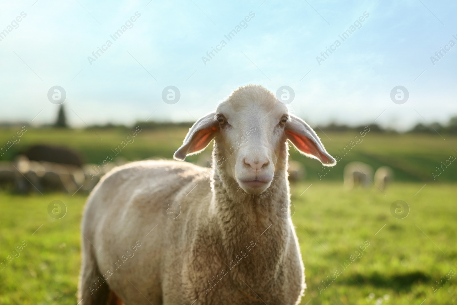 Photo of Cute sheep grazing outdoors on sunny day. Farm animal