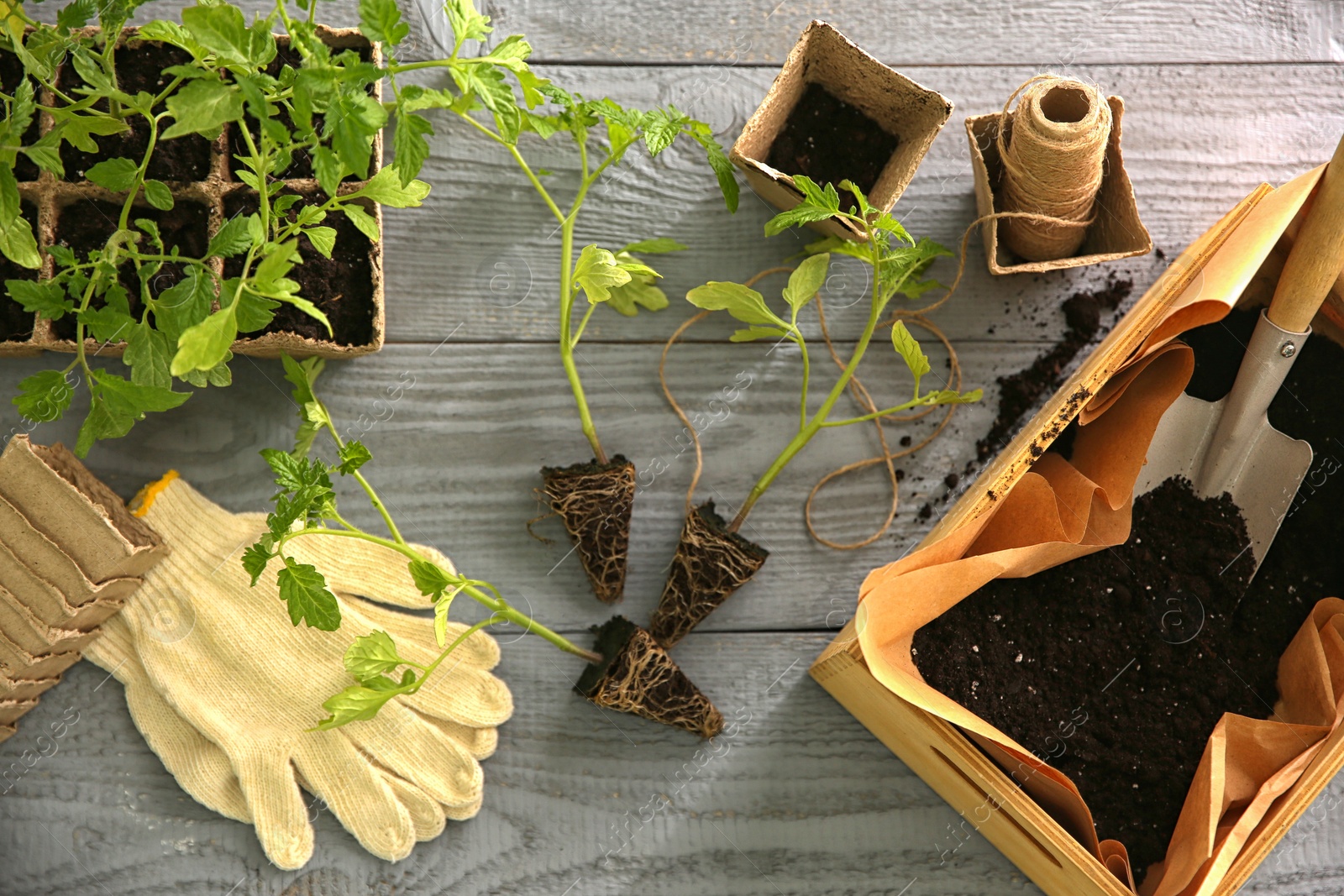 Photo of Flat lay composition with tomato seedlings and gardening accessories on grey wooden table