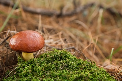 Photo of Brown boletus mushroom growing in forest, closeup