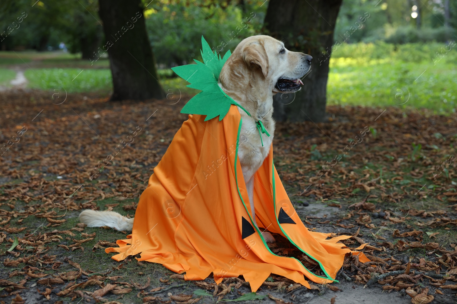 Photo of Cute Labrador Retriever dog wearing Halloween costume sitting in autumn park