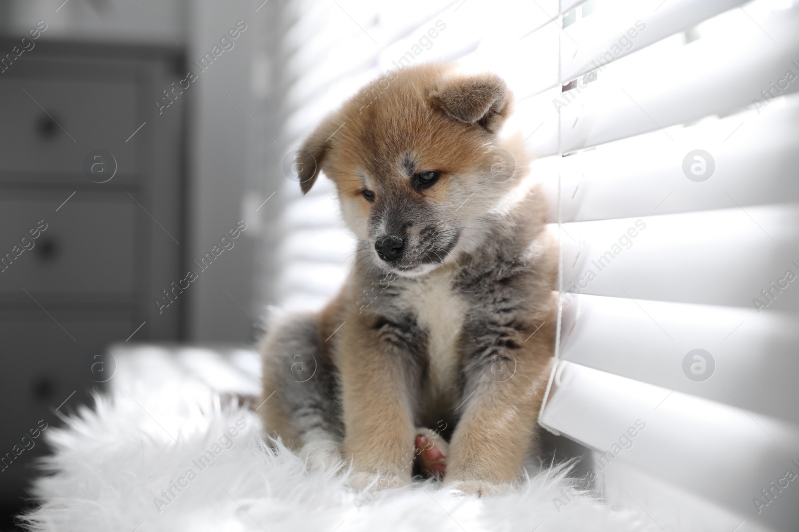 Photo of Cute Akita Inu puppy on fuzzy rug near window indoors