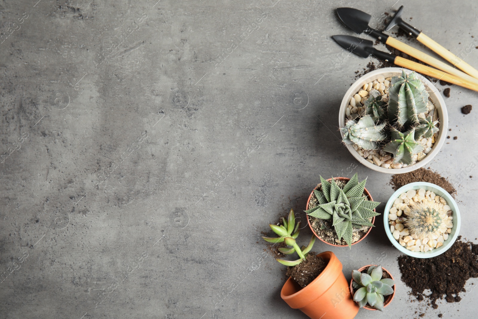 Photo of Home plants, pots and gardening tools on grey background, flat lay. Space for text