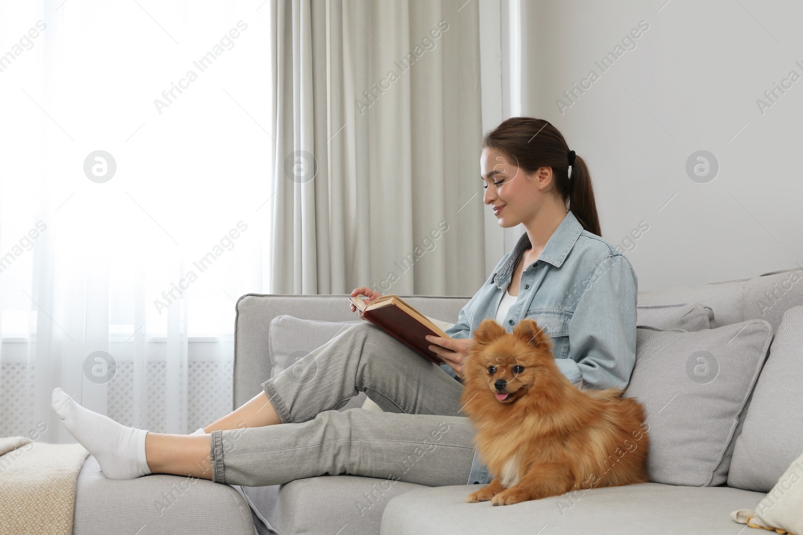Photo of Cute dog lying on sofa near owner at home
