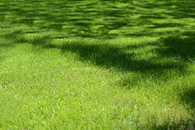 Photo of Shadow of tree on bright green grass during sunny day