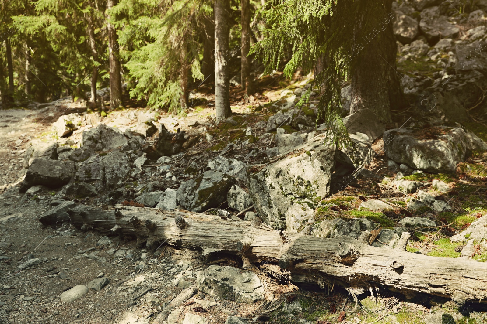 Photo of View of path through mountain forest on sunny day