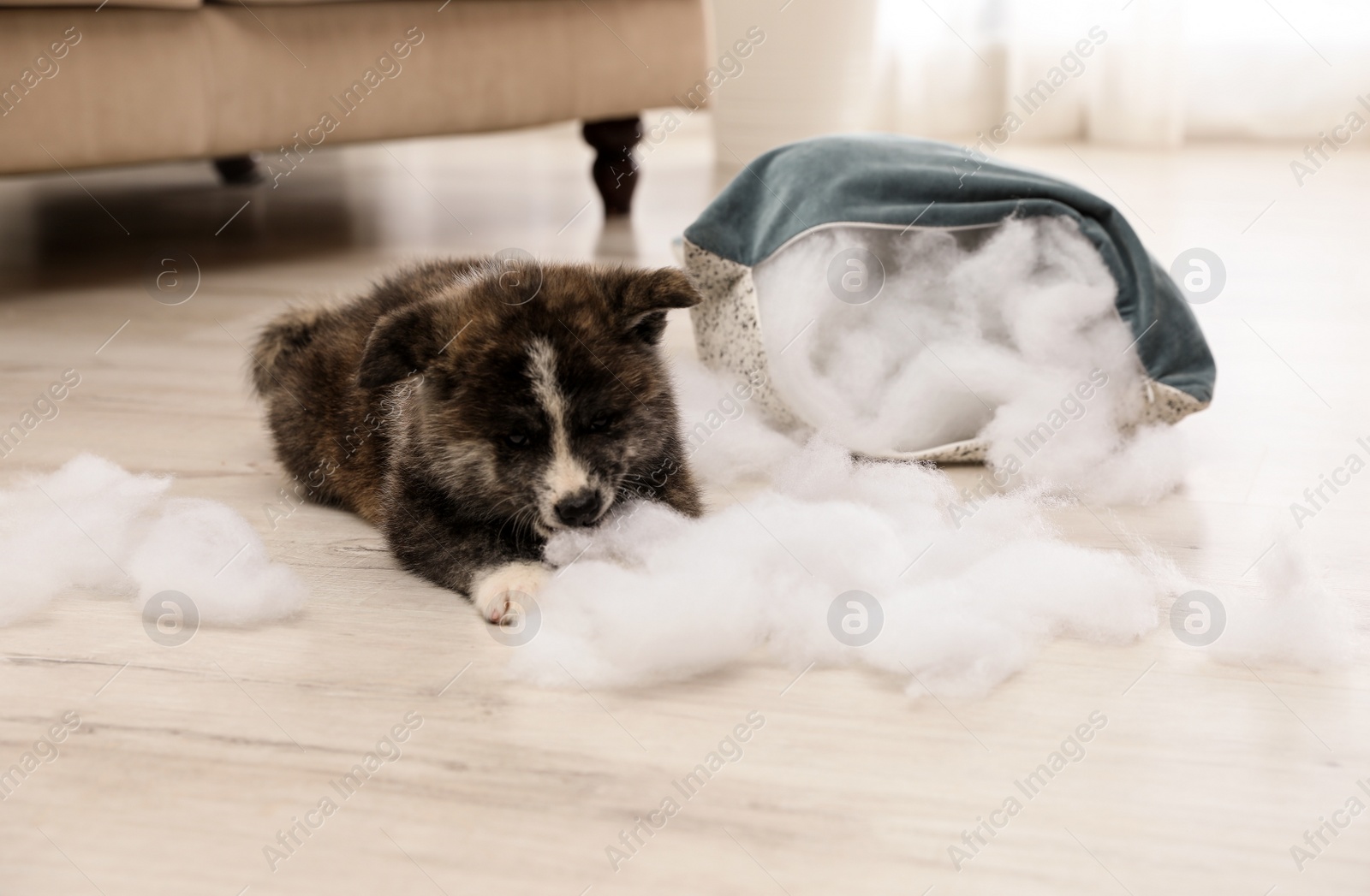 Photo of Cute Akita inu puppy playing with ripped pillow filler indoors. Mischievous dog