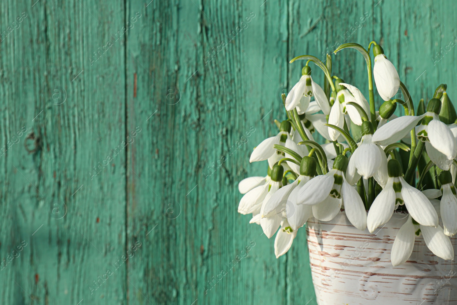 Photo of Beautiful snowdrops in vase near green fence, closeup. Space for text