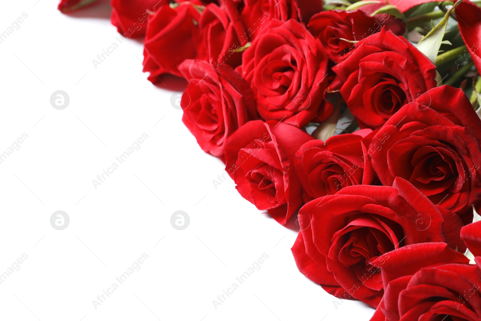 Photo of Beautiful red rose flowers on white background