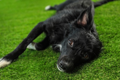 Cute long haired dog lying on green grass