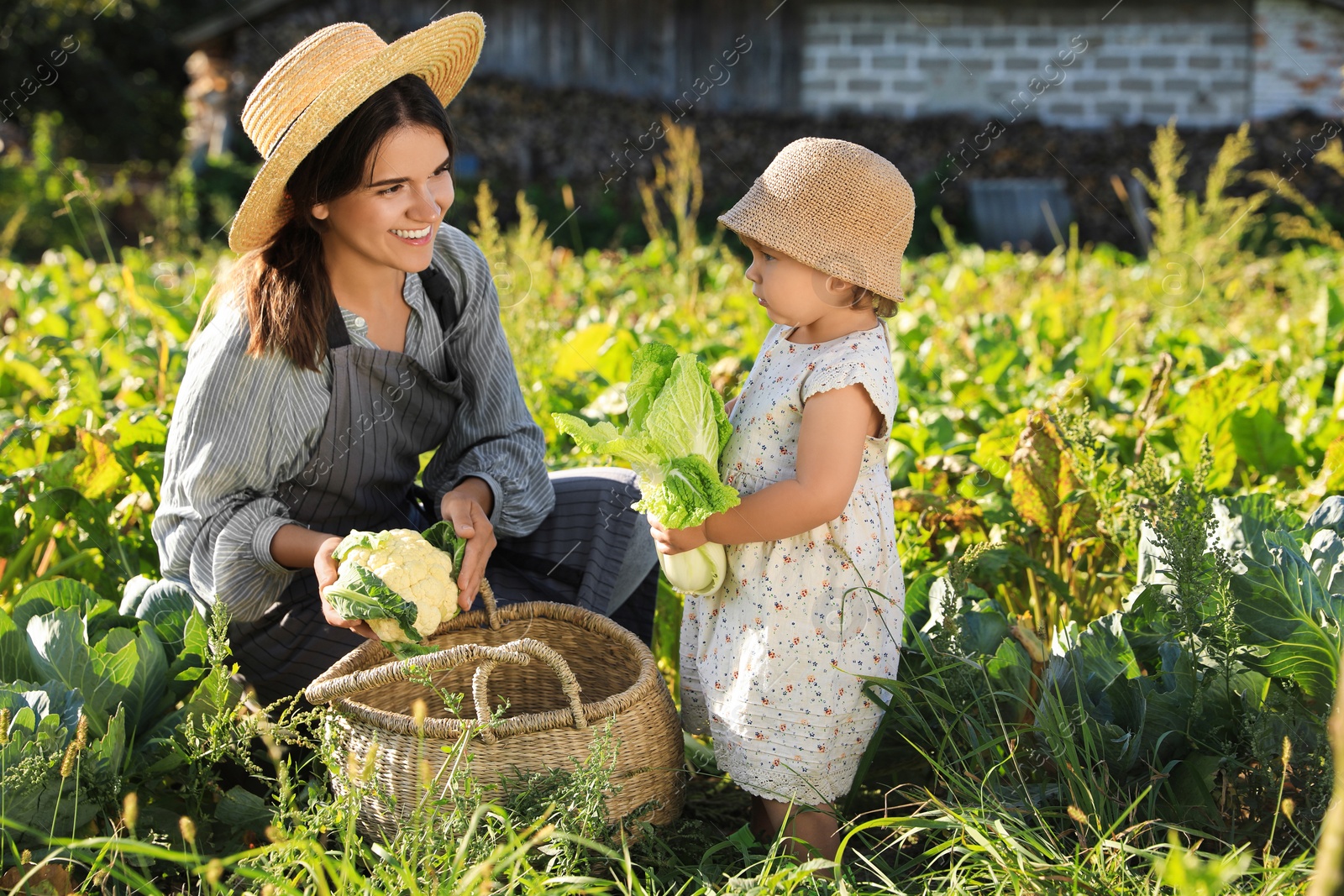 Photo of Mother and daughter harvesting fresh ripe cabbages on farm