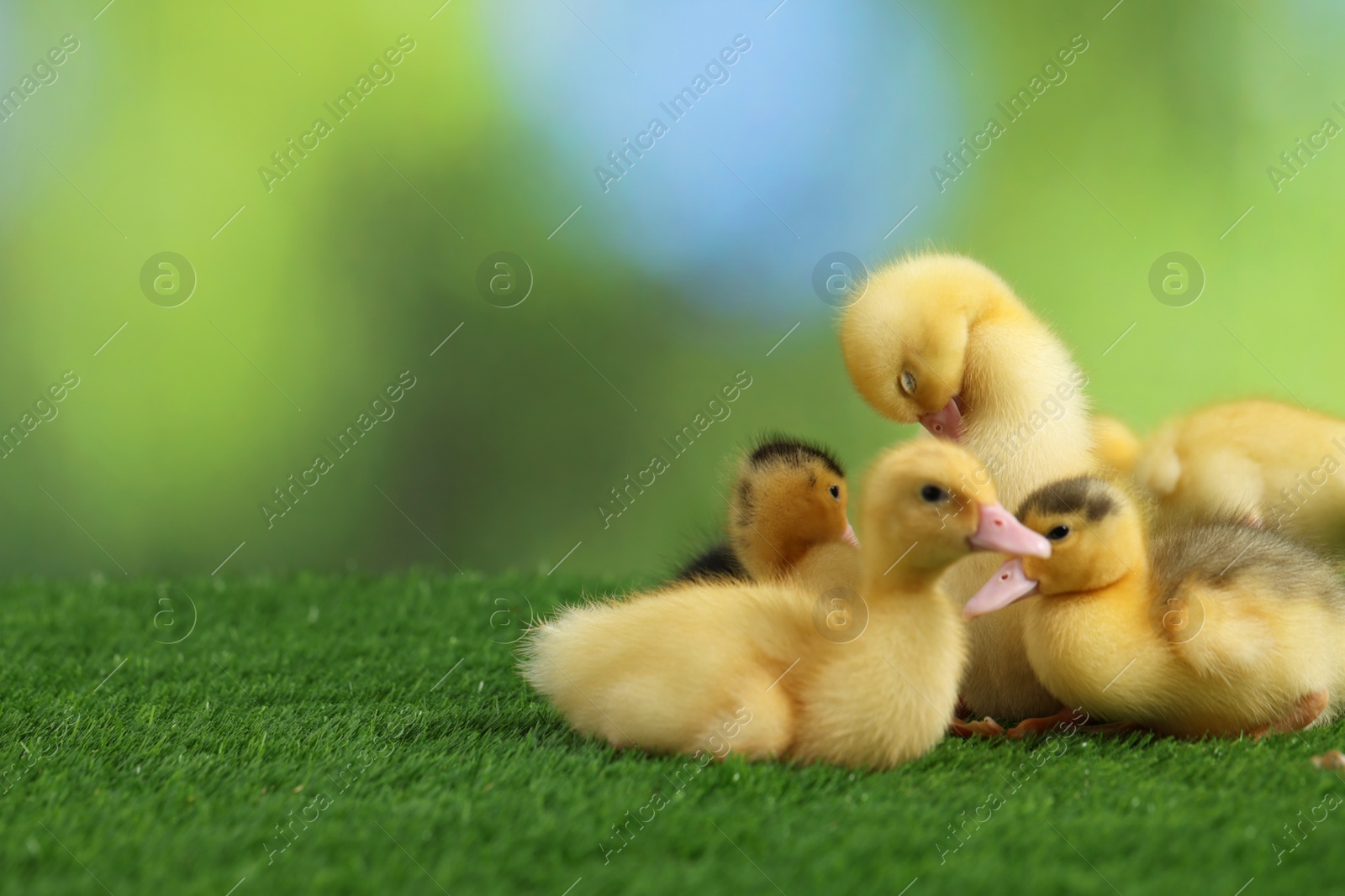 Photo of Cute fluffy ducklings on artificial grass against blurred background, space for text. Baby animals