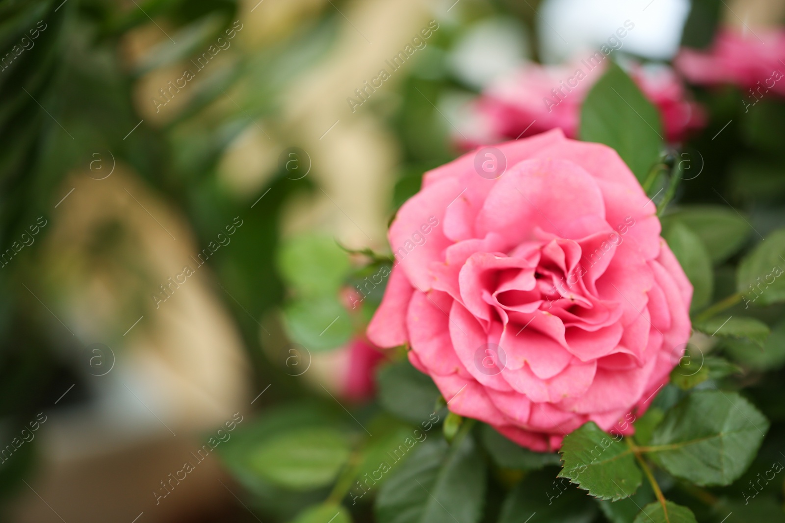 Photo of Beautiful rose shrub with blooming flower, closeup