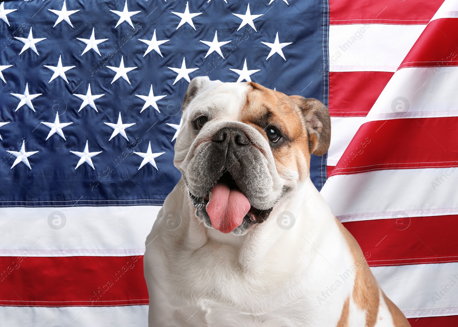 Image of Adorable dog against national flag of United States of America