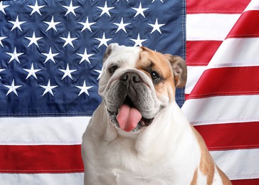 Adorable dog against national flag of United States of America