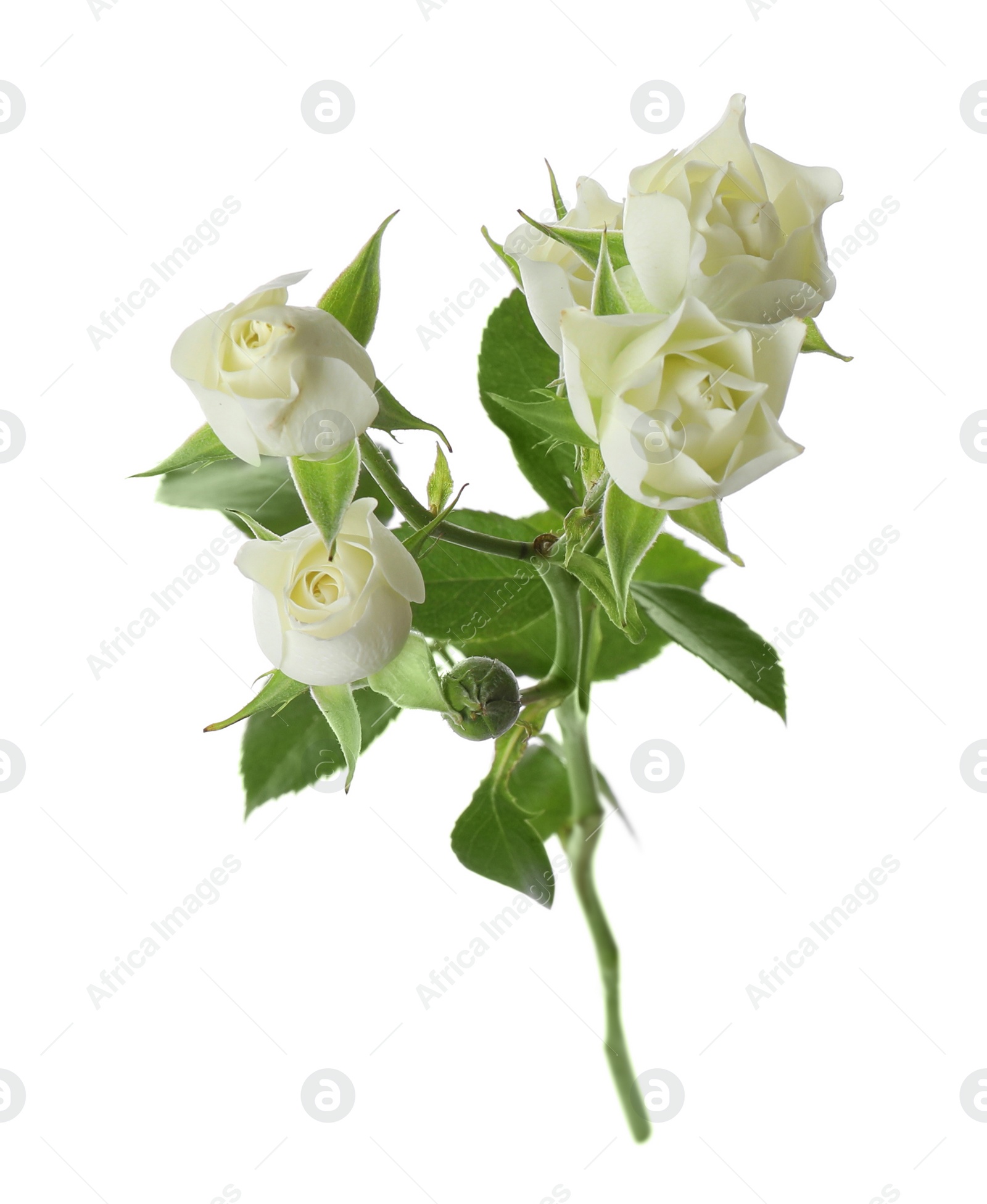 Photo of Beautiful blooming rose flower isolated on white