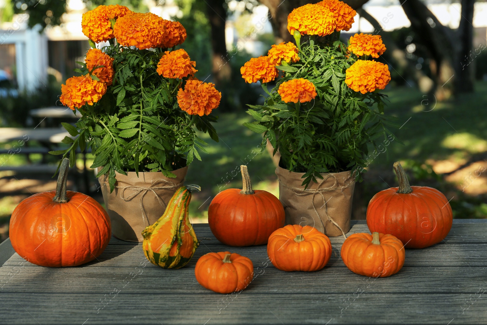 Photo of Many whole ripe pumpkins and potted marigold flowers on wooden table outdoors