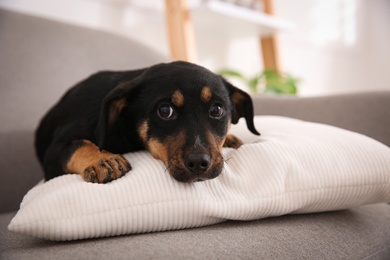 Photo of Cute little black puppy on sofa indoors
