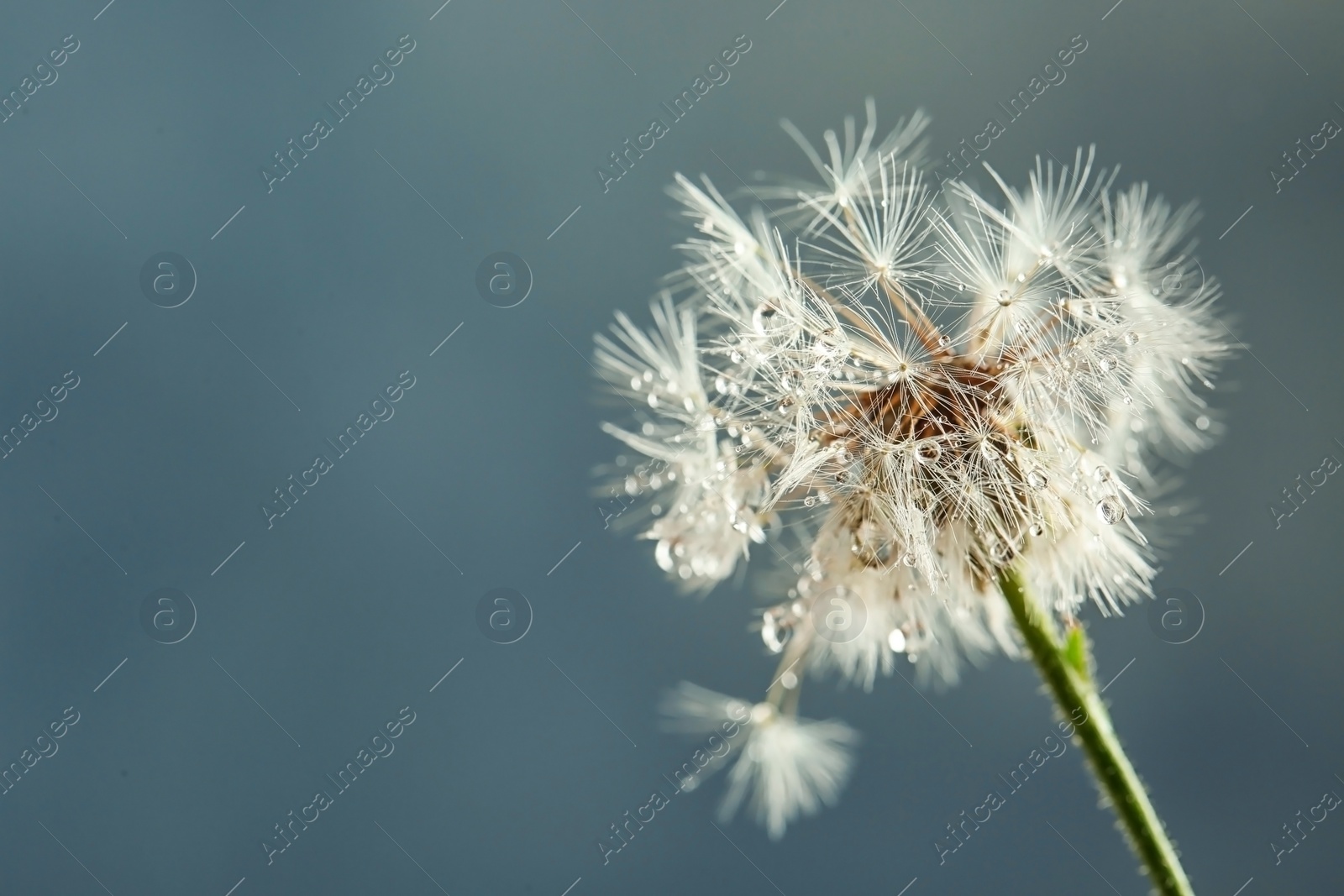 Photo of Beautiful dandelion flower with water drops on color background, closeup