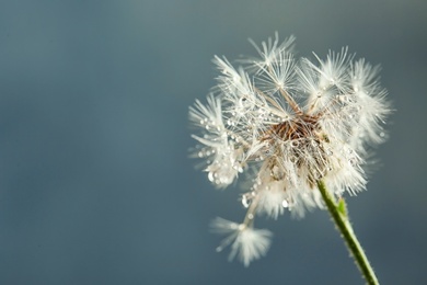 Photo of Beautiful dandelion flower with water drops on color background, closeup