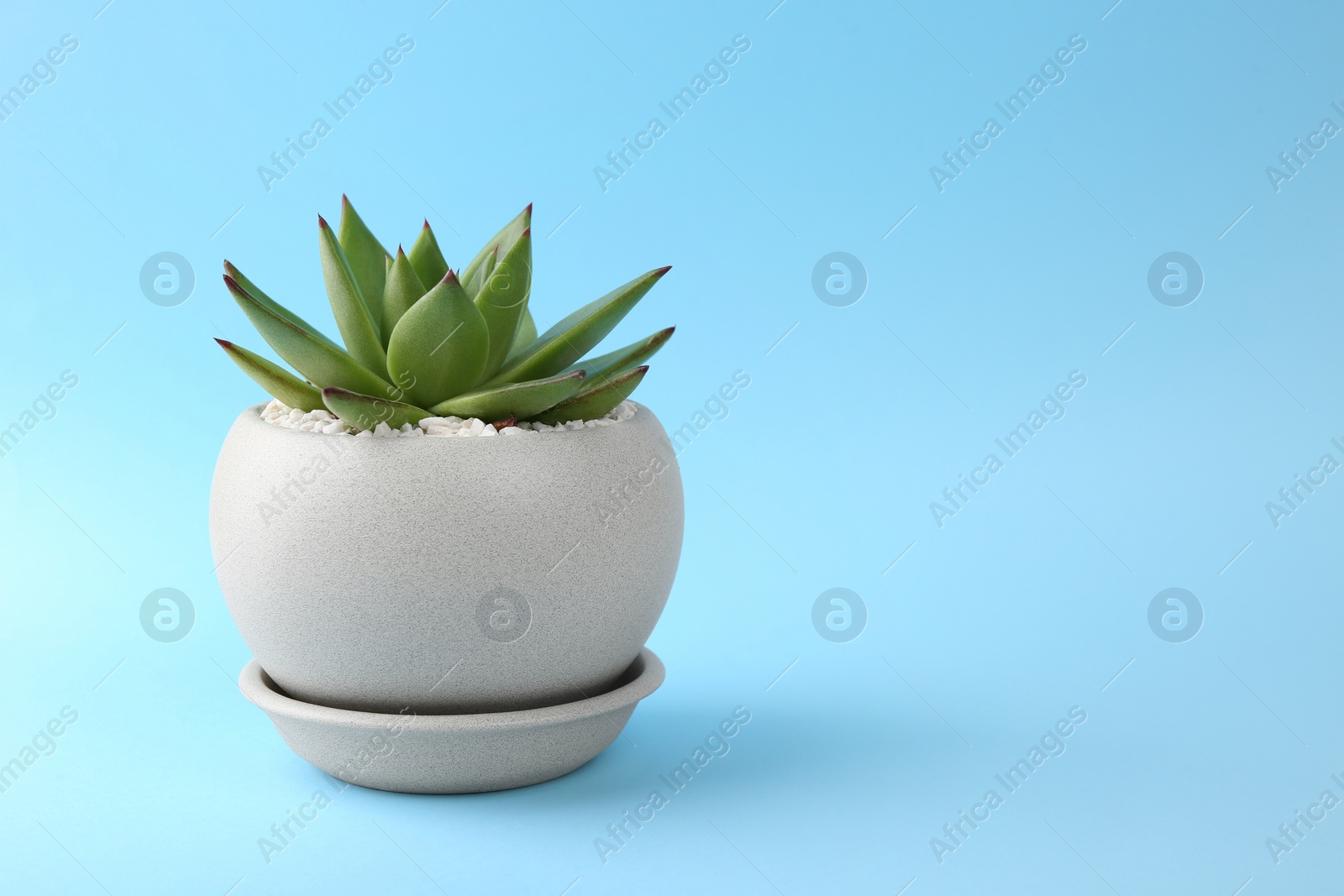 Photo of Beautiful succulent plant in pot on light blue background, space for text