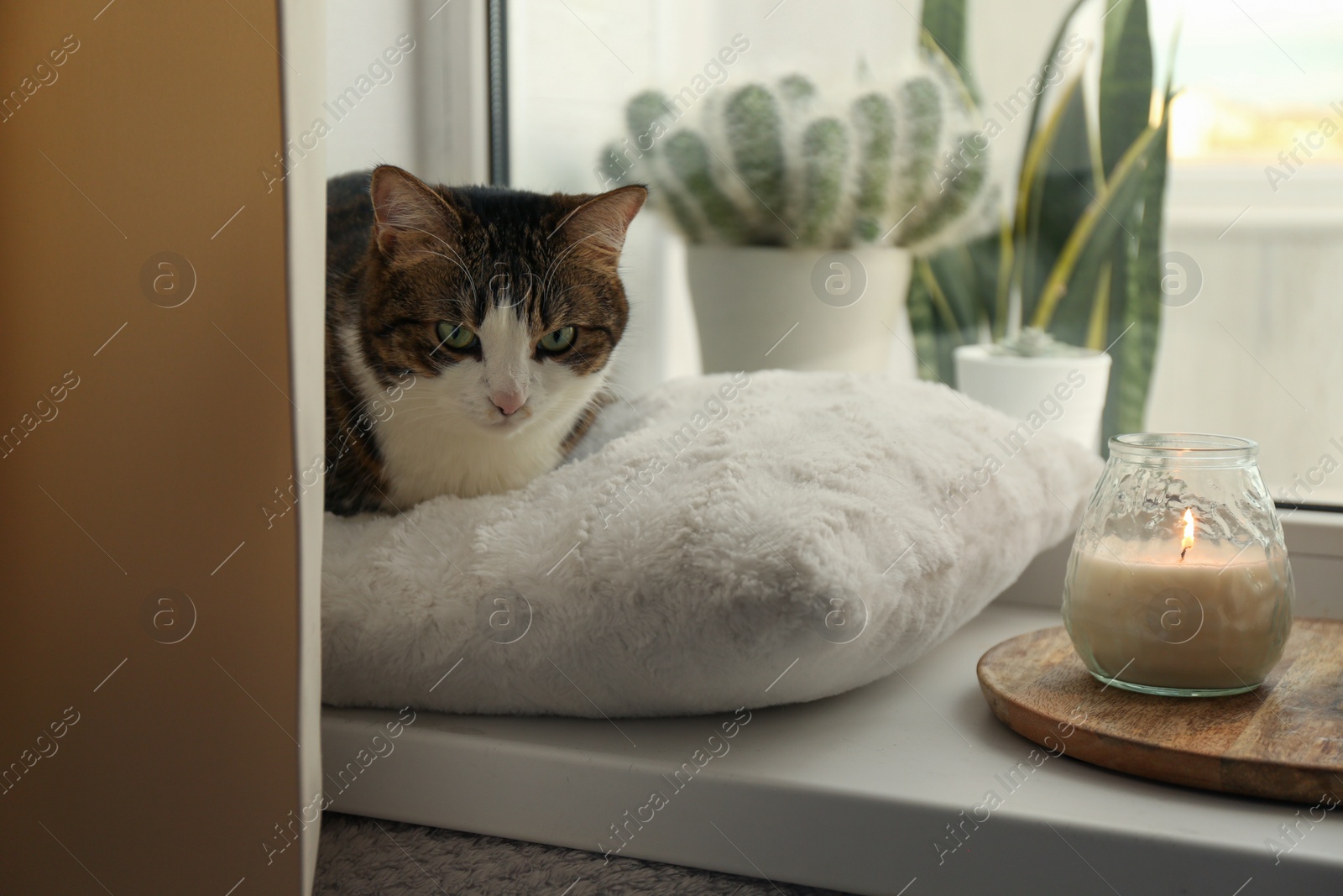 Photo of Cute cat and burning candle on window sill at home. Adorable pet