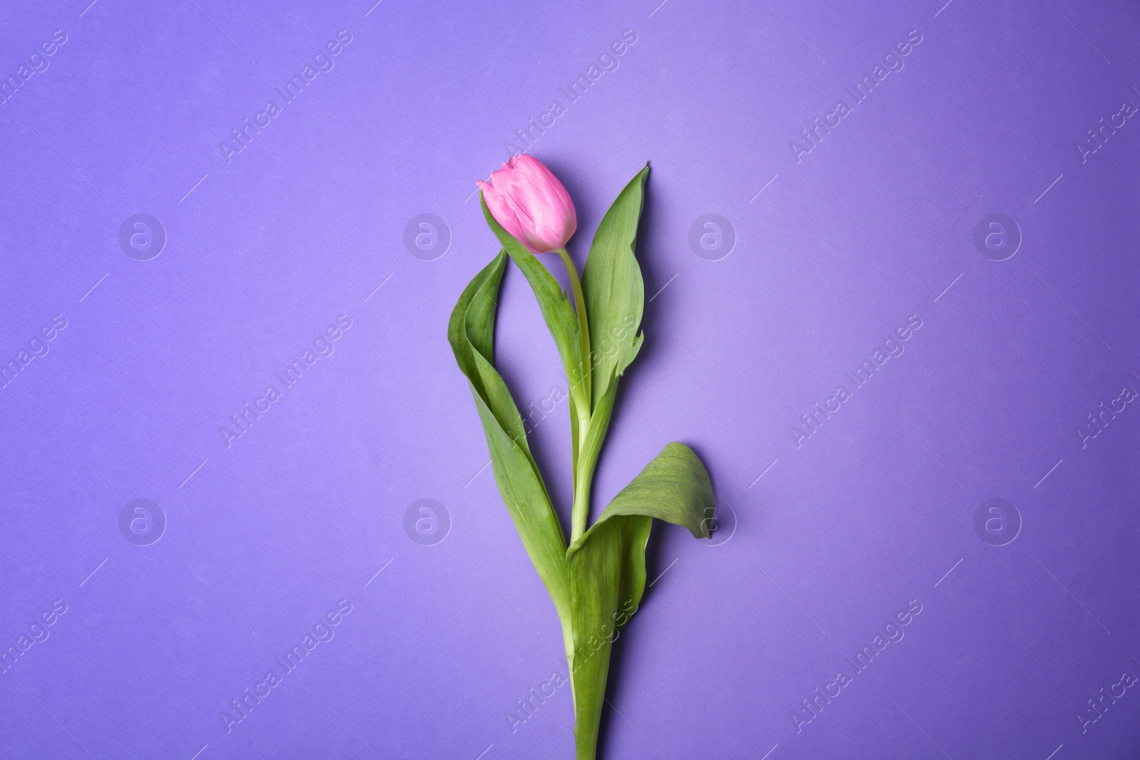 Photo of Beautiful tulip on color background