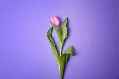 Photo of Beautiful tulip on color background