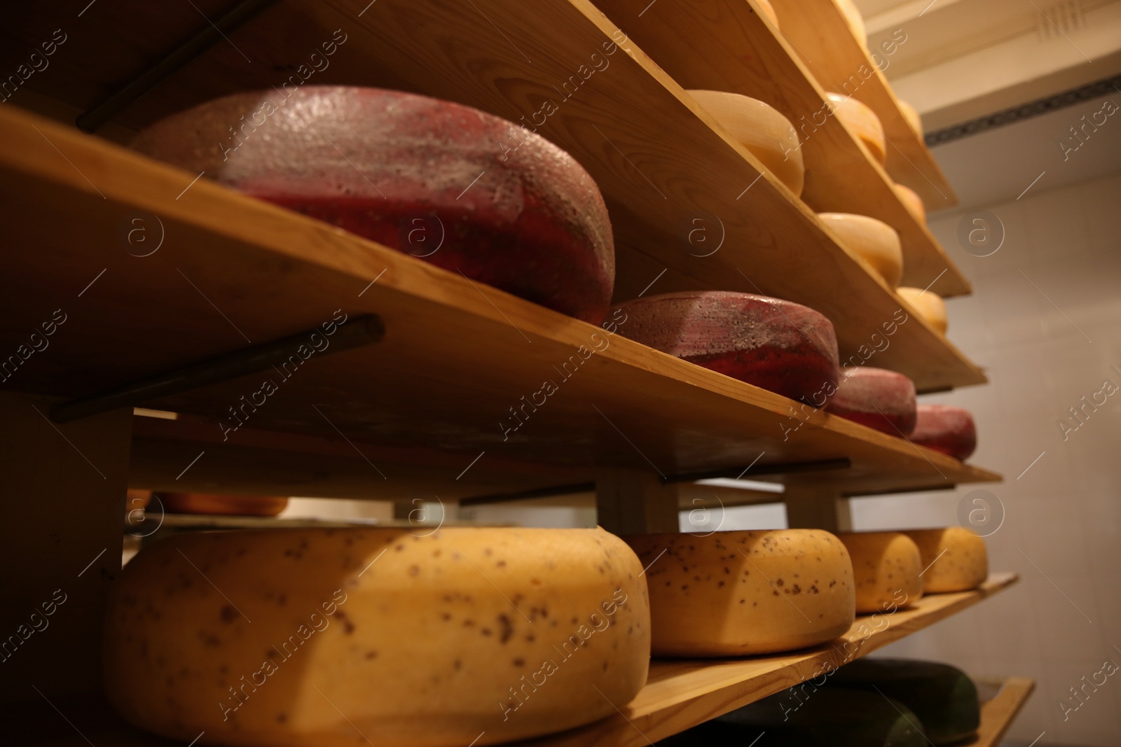 Photo of Fresh cheese heads on rack in factory warehouse