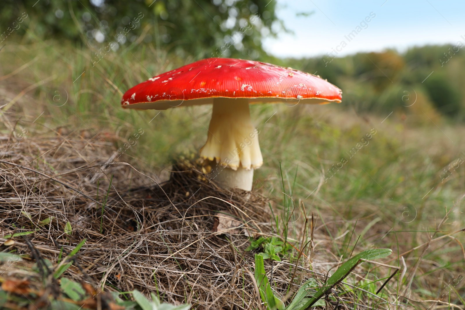 Photo of Fresh wild mushroom growing outdoors, closeup view