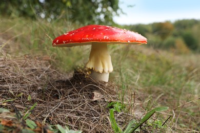 Photo of Fresh wild mushroom growing outdoors, closeup view