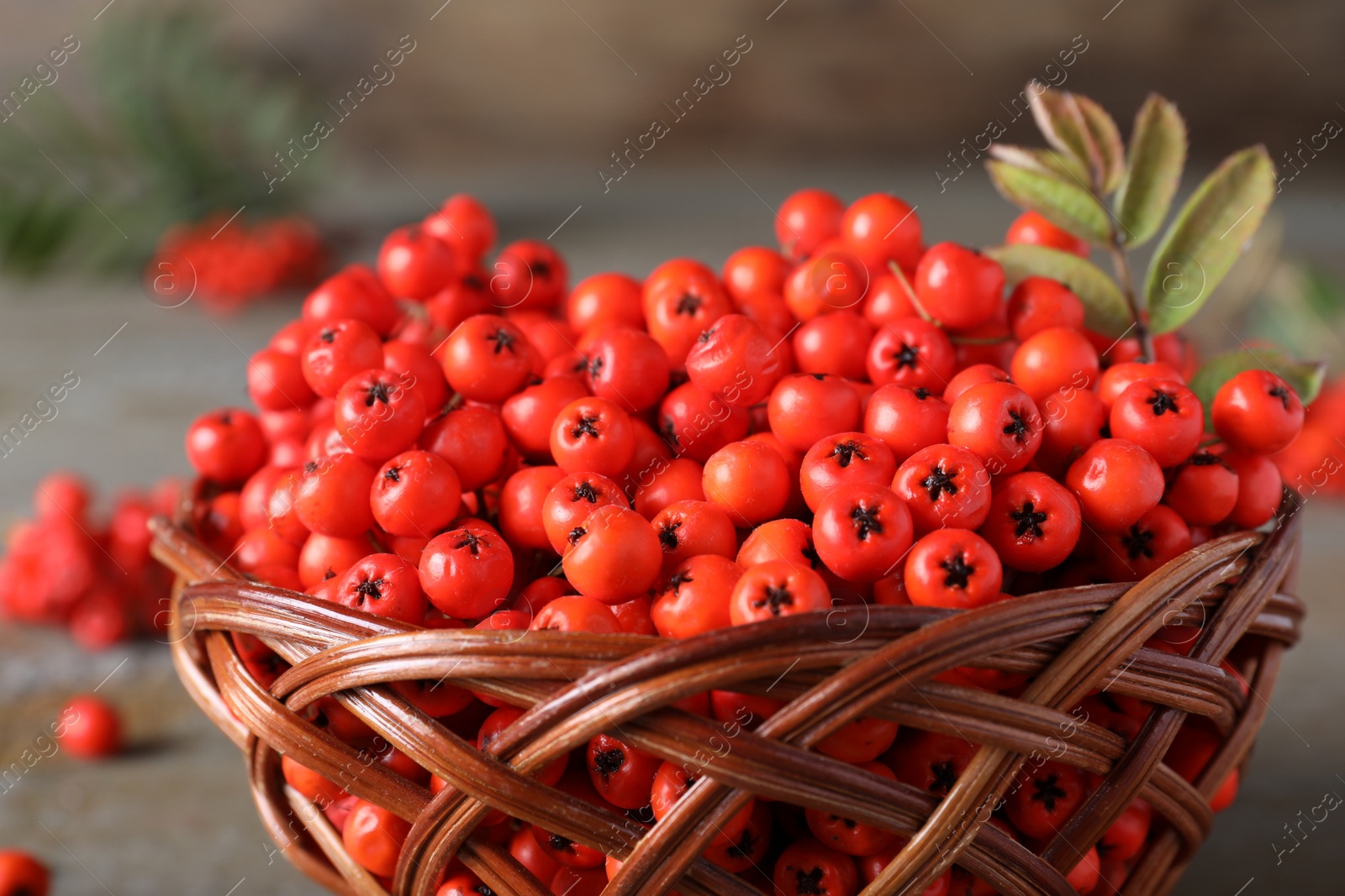 Photo of Fresh ripe rowan berries with leaves in wicker bowl, closeup